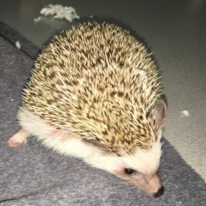 Meet your Posher, Mariah